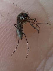 Aedes taeniorhynchus