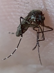 Aedes taeniorhynchus