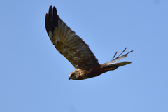 Circus aeruginosus