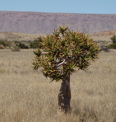 Aloidendron dichotomum