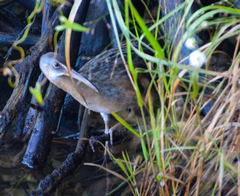 Rallus crepitans