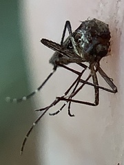 Aedes taeniorhynchus