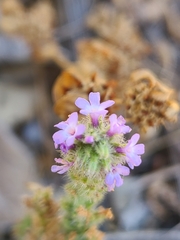 Verbena lasiostachys