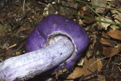 Cortinarius porphyroideus