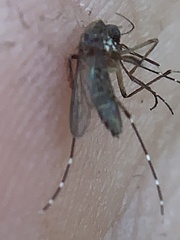 Aedes taeniorhynchus