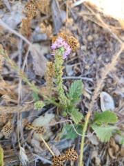 Verbena lasiostachys