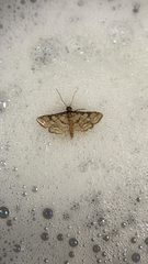 Hileithia magualis
