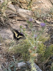Papilio polyxenes rudkini