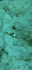 Serranus tabacarius