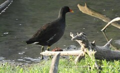 Gallinula chloropus chloropus