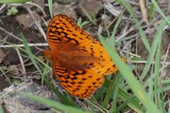Speyeria nokomis