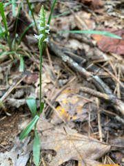Spiranthes ovalis