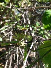 Echites agglutinatus
