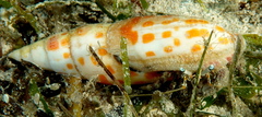 Mitra mitra