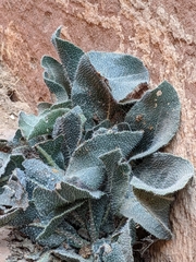 Anchusa strigosa