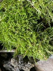 Amblystegium serpens