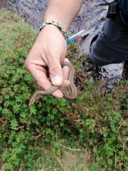 Storeria storerioides