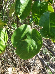 Echites agglutinatus