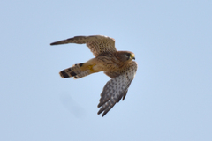 Falco tinnunculus