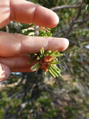 Pinus balfouriana