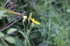 Sonchus arvensis