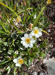Dryas hookeriana