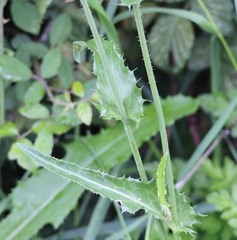Sonchus arvensis