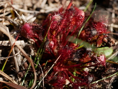Drosera intermedia
