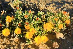 Malephora lutea