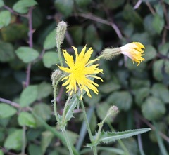 Sonchus arvensis