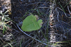 Arnica cordifolia
