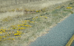 Gazania lichtensteinii