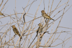 Carpodacus erythrinus