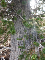 Pinus balfouriana