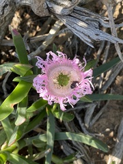 Carpobrotus mellei