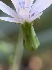 Lactuca floridana