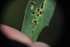 Puccinia hieracii