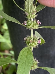 Chaiturus marrubiastrum