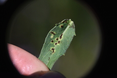 Puccinia hieracii