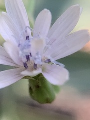 Lactuca floridana