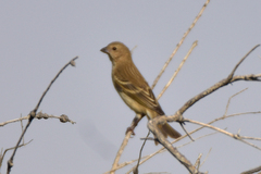 Carpodacus erythrinus