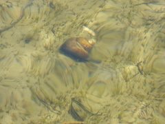 Cipangopaludina chinensis