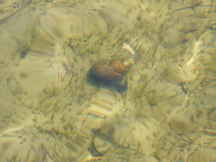 Cipangopaludina chinensis