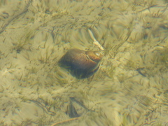 Cipangopaludina chinensis