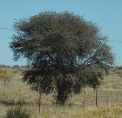 Vachellia erioloba