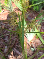 Cyperus esculentus