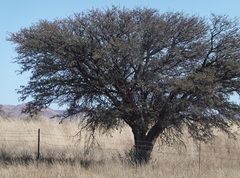 Vachellia erioloba