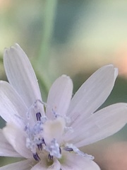 Lactuca floridana
