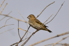 Carpodacus erythrinus