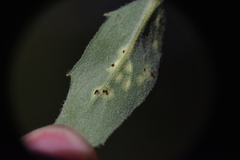 Puccinia hieracii